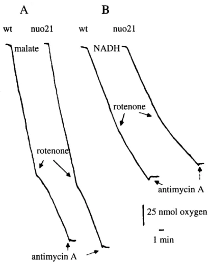 Figure 3. NADH oxidation by nuo21 mitochondria is inhibited by rotenone. The polarographic  traces were obtained from wild type and nuo21 mitochondria (A) or IO-SMP (B)