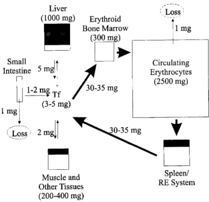 Figure 1.1 Schematic representation of human systemic iron homeostasis. 