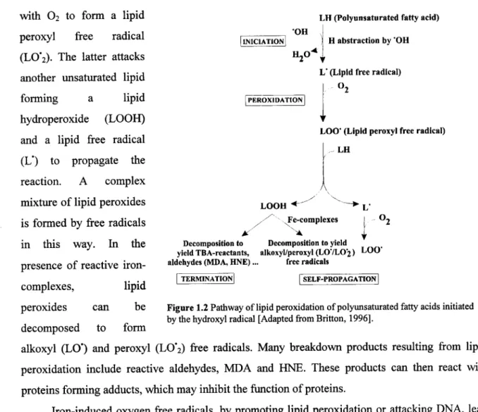 Figure 1.2 Pathway of lipid peroxidation of polyunsaturated fatty acids initiated  by the hydroxyl radical [Adapted from Britton, 1996]