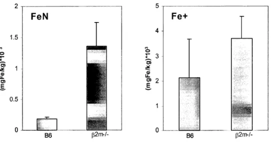 Figura 4.3.- Comparação entre a concentração de ferro (mg/Kg de peso seco) medidas em  ratinhos B6 e (32m-/- em situação de sobrecarga de ferro (Fe+) e na ausência de tratamento  (FeN)