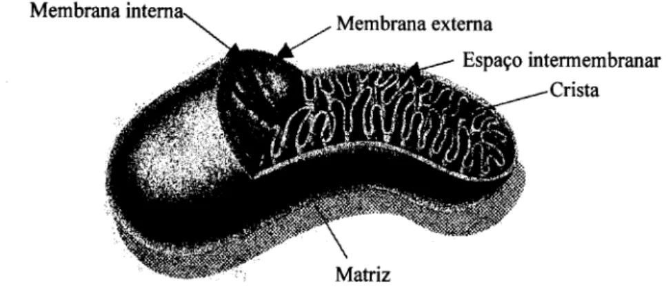 Figura 1-1 Representação esquemática da mitocôndria. 