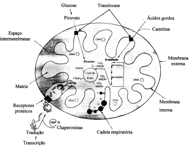 Figura 1-2 Diagrama de uma mitocôndria estilizada mostrando os componentes estruturais e vias  metabólicas mais importantes (adaptado de Cooper et Clark, 1994)