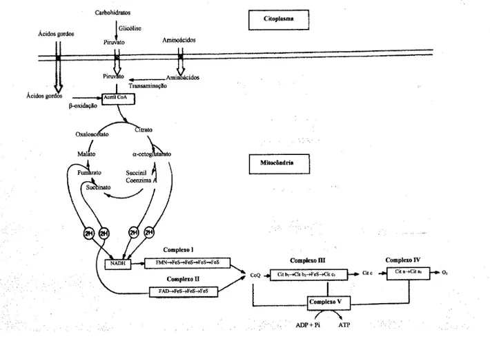 Figura 1-3 Metabolismo intermediário (adaptado de DiMauro, 1993).