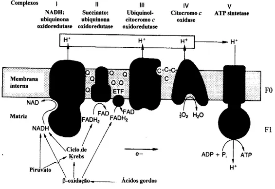 Figura 1-4 Representação esquemática da cadeia respiratória mitocondrial (adaptado de Cooper  et Clark, 1994)