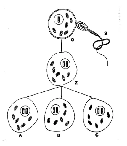 Figura 1-6 Esquema que representa a hereditariedade materna dos genomas mitocondriais e a  distribuição aleatória dos genomas mutados e não mutados pelas células filhas do zigoto  (reproduzido de DiMauro et ai, 1993)