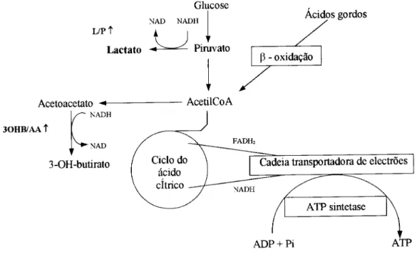 Figura 1-7 Representação esquemática da produção de lactato, de 3-hidroxibutirato (30HB) e  ATP