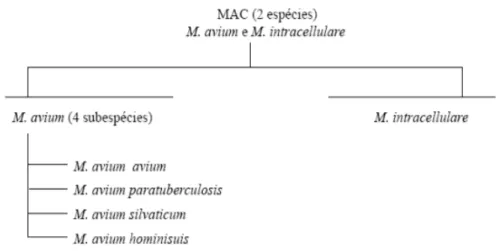 Figura 17 - Membros do complexo Mycobacterium avium (adaptado de Biet et al., 2005) 