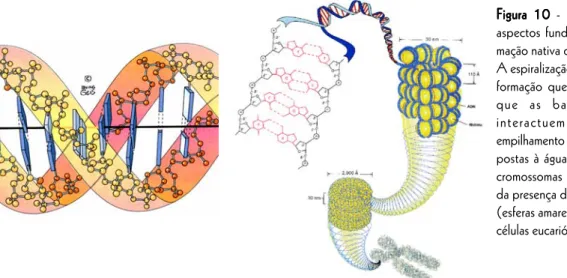 Figura 10 - Representações dos aspectos fundamentais da  confor-mação nativa do DNA nas células.