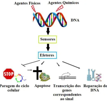Figura 3 - Esquema representativo dos mecanismos de resposta aos danos no DNA (Adaptado de: (35)) 