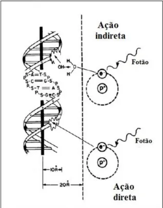 Figura 4 - Efeito da radiação ionizante (Adaptado de: (27)) 