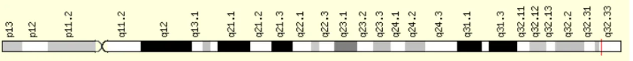 Figura 8 - Localização do gene XRCC3 (Obtido em:(121)) 