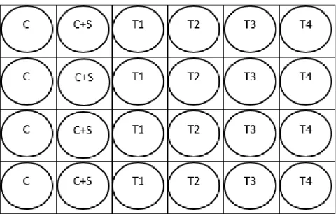 Figure 15 – Experimental design for zebrafish bioassay. C – Control; C+S –  Solvent Control; T – Treatment