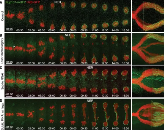 Fig. 3. Aurora B at the spindle midzone is required for spatial control of NER. (A) S2 cell stably  expressing Nup107-mRFP and H2B-GFP.Time shown as minutes:seconds