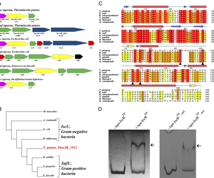 Fig. 1. Identification of an Fe/S cluster biosynthesis regulator in T. potens. (A) T. potens possesses a unique organization of genes involved in Fe/S cluster biosynthesis, with both isc and suf operons