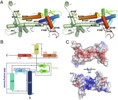 Table 1. Structural similarity between T. potens IscR and other winged-helix transcription regulators