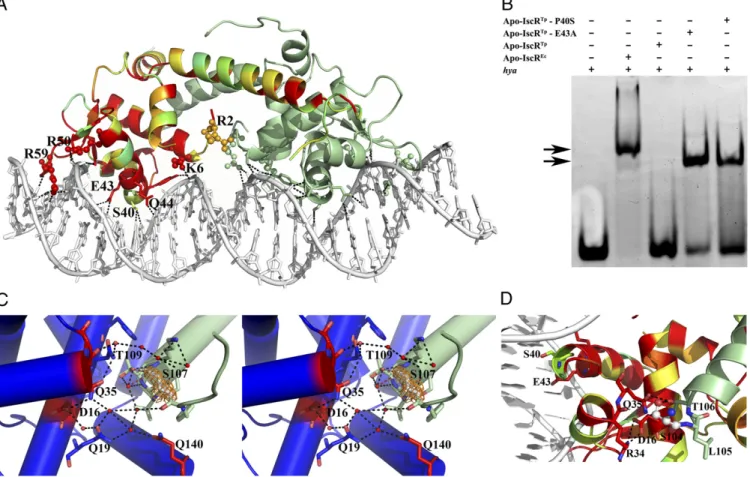 Fig. 4. Binding of IscR to type-2 promoter sequences. (A) Bidentate binding of apo-IscR Ec (C92/98/104S) to the hya promoter DNA sequence