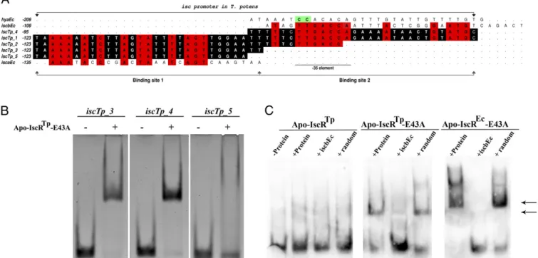 Fig. 5. Modulation of apo-IscR Tp specificity by a single point mutation. (A) IscR binding sites in type-1 [T