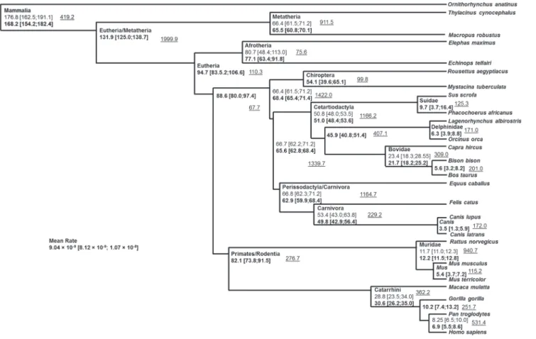 Figure 5. Schematic tree displaying the divergence between groups as obtained from the BEAST analysis