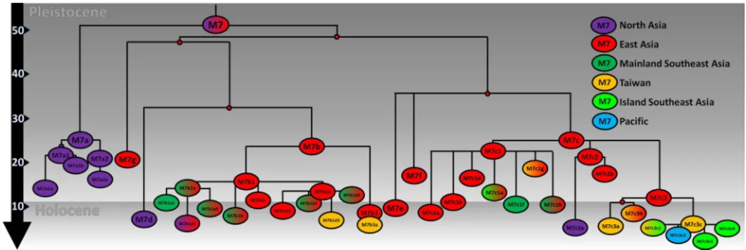 Fig. 4    Schematic tree of haplogroup M7. The tree is scaled using maximum likelihood and a time-dependent molecular clock for whole- whole-mtDNA genomes
