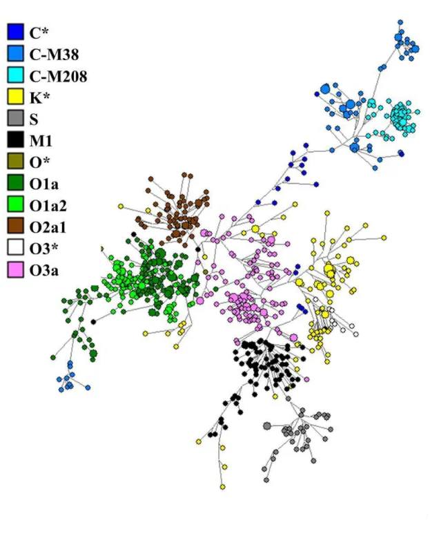 Figure S2. Overall Y-chromosome STR network, calculated using the median-joining algorithm