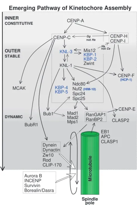 Fig. 2. A speculative working model showing the dependency pathways for association of components with the animal kinetochore