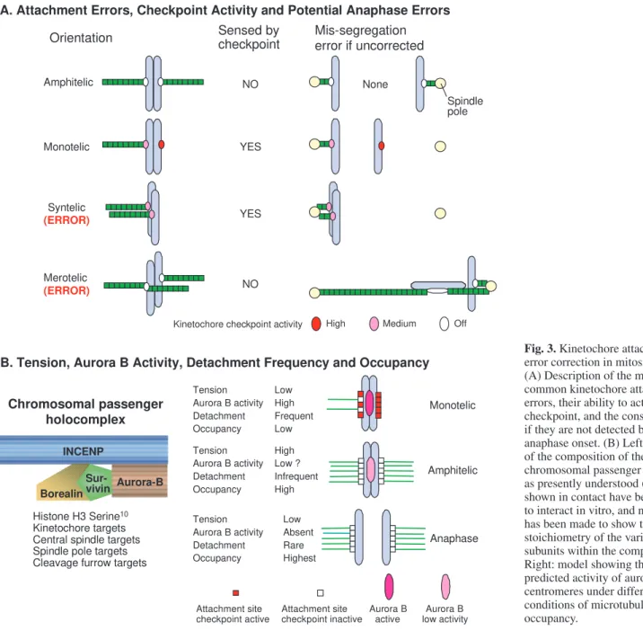 Fig. 3. Kinetochore attachment error correction in mitosis.