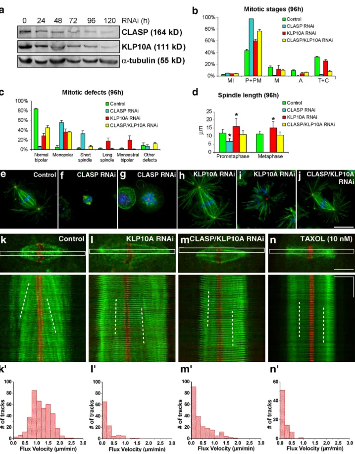 Figure 1.  Phenotypic analyses of CLASP, KLP10A, and CLASP/KLP10A RNAi in Drosophila S2 cells