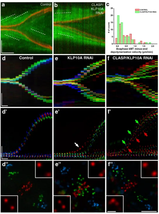 Figure  3.  Analysis  of  chromosome  segregation  during  anaphase. (a  and  b)  S2  cells  stably  expressing  low  levels  of  GFP–-tubulin  (green)  and  CID- CID-mCherry (red) were used to track tubulin speckle movement (white broken lines) relative 