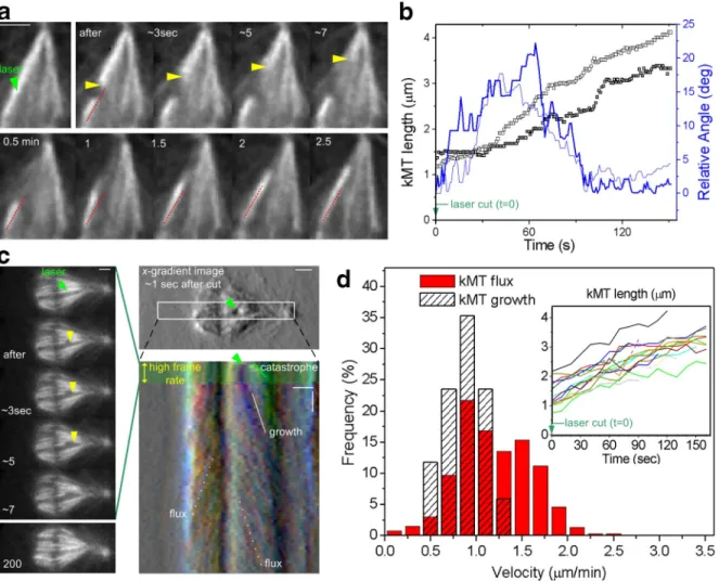 Figure 5.  KMT fiber regrowth after laser microsurgery at near-flux velocity. (a) Selected frames of a laser microsurgery experiment on a kMT fiber dur- dur-ing metaphase