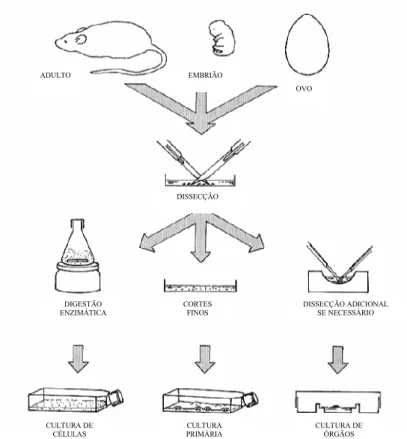Fig. 1 – Tipos de cultura de tecidos (adaptado de Freshney 1983). 