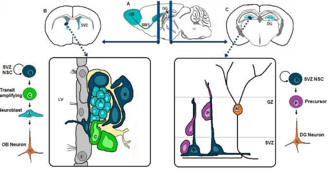 Figure 1 - Neurogenesis persists in adult mammals throughout life