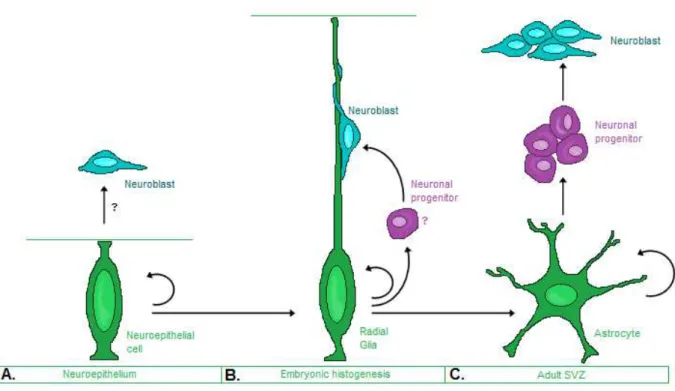Figure 2 - Hypothesis for neural stem-cell development 