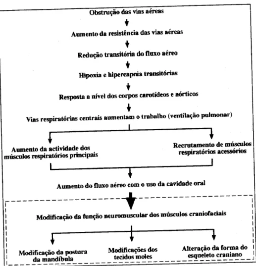 Figura 1 - Adaptado de Miller e Vargervik,.Monografia 9 Craniofacial Growth Series. 