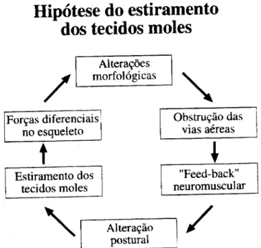 Figura 2 Adaptado de Solow em Airway obstruction and facial development. Biological  Mechanisms of Tooth Movement and Craniofacial Adaptation