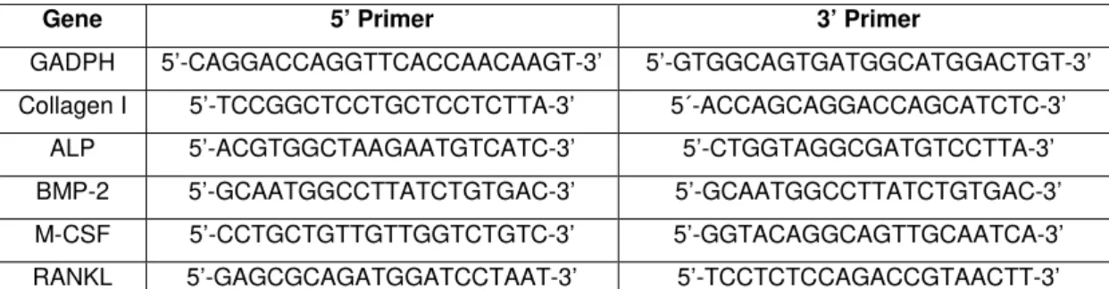 Table 1 - Primers used on RT-PCR analysis of MG-63 cell cultures. 