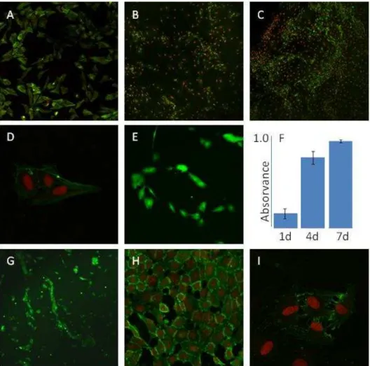 Figure 3 presents the behaviour of endothelial cell cultures regarding proliferation  and  function