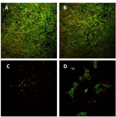 Figure 6 – MG-63 cells grown for 7 days in the absence (A) and in the presence of Alendronate  at 10 -9  M (B) and 10 -5  M  (C and D)