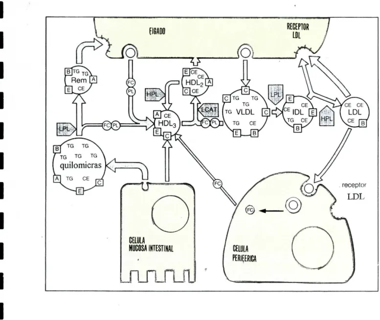 Figura 6 Esquema representando os locais de origem e degradação das várias  lipoproteínas assim como os seus metabolismos- 