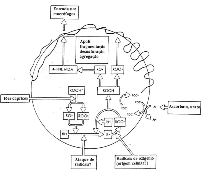Figura 12 - O mecanismo da modificação oxidativa da LDL. Este esquema é  um modelo de uma partícula de LDL e dos efeitos do ataque de radicais livres aos  seus lípidos e apolipoproteína