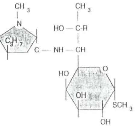 Fig. 2 Estrutura química das lincosamidas. (R = Cl, clindamicina; H, lincomicina) 