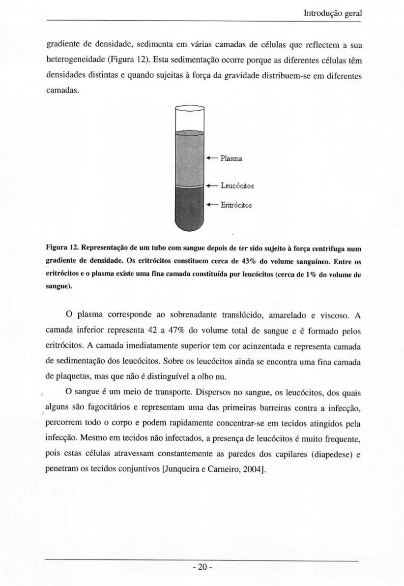 Figura 12. Representação de um tubo com sangue depois de ter sido sujeito à força centrífuga num  gradiente de densidade