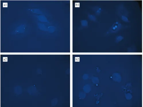 Figure 5. Fluorescent microphotographs of murine macrophage cell line J774 incubated with xanthone nanocapsules (a), and 3-methoxyxanthone nanocapsules (b) at 37 8 C (a1, b1) and 4 8 C (a2, b2) for 4 h.