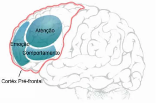 Figura 1: As três sub-regiões do cortéx pré-frontal relacionados com os sintomas da PHDA [32] 