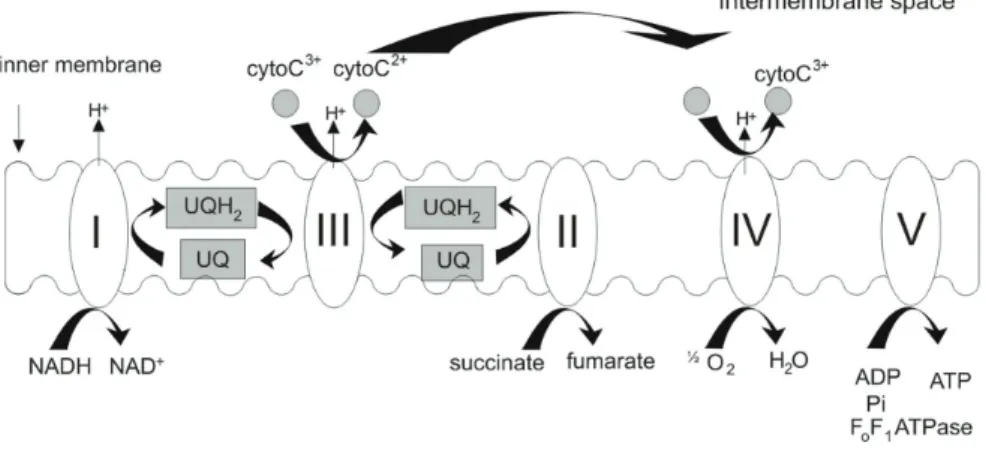 Figure 1.1: Coupling of oxidative phosphorylation with respiration throughout the mitochondrial electron  transport chain