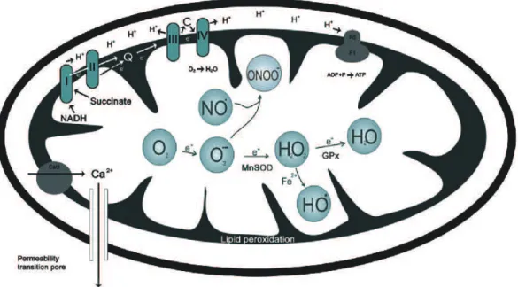 Figure 1.2: Formation of ROS and RNS inside mitochondria and mitochondrial antioxidant system