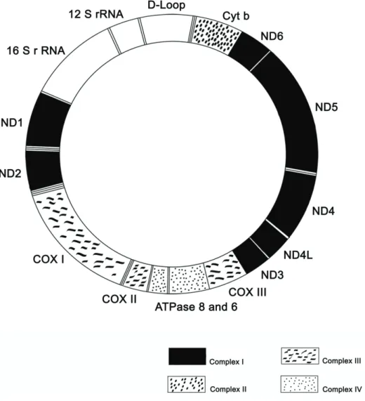 Figure 1.3: Mammalian mtDNA genome. mtDNA codes for two rRNA ((12S and 16S)-coding regions),  22tRNA (not signalled in the figure), and 13 subunits of the OXPHOS (oxidative phosphorylation) pathway  (13mRNA-coding regions)