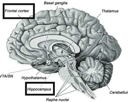 Figure 1.4: Injured brain areas in AD. Adapted from (Deutch and Roth, 1999) 