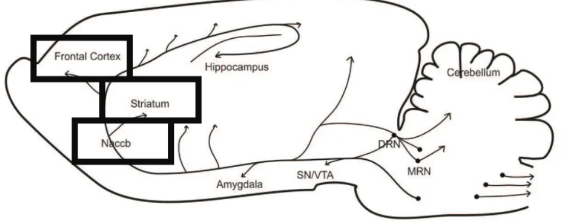 Figure 1.8: Brain targets of cocaine-induced toxicity in the rat. 