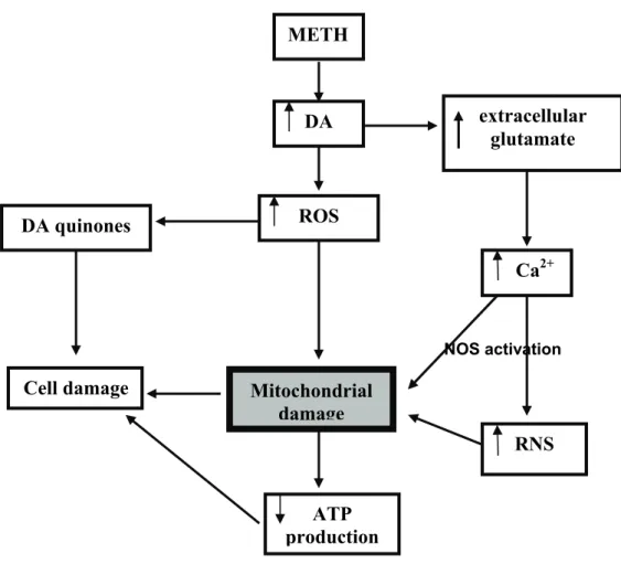 Figure 1.10: Schematic representation of METH-induced toxicity.METH-methamphetamine, DA-dopamine; 