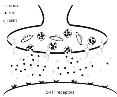 Figure 1.11: Schematic representation of 3,4-methylenedioxymethamphetamine (MDMA) primary action on  serotonergic cells